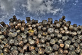 איך לחסוך ברכישת עצים עבור קמין עץ?