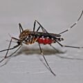ריסוס נגד יתושים